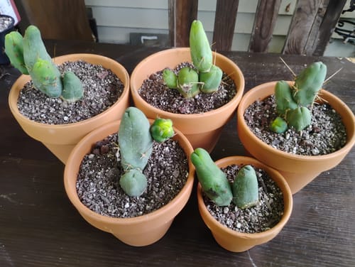 Customer photo review of Trichocereus Bridgesii Monstrose | Short Form | Type B | Penis Cactus