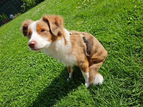 Customer photo review of Comfort Hundegeschirr