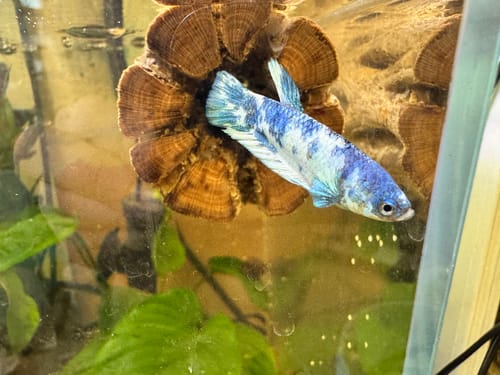 Customer photo review of Female Betta Fish Marble Dot Moo Cow Plakat