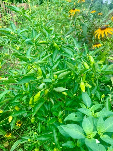 Customer photo review of Shishito Chile Pepper Seeds