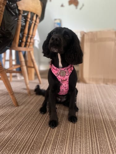 Customer photo review of Tough Trails™ Harness - Cowgirl