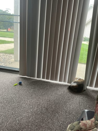 undefined review of SPEEDY TAIL 2.0 image 1 out of 1