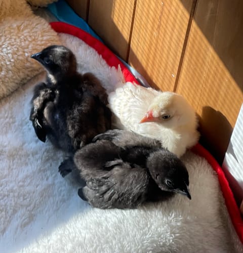 Customer photo review of Ayam Cemani Chick (Unsexed)