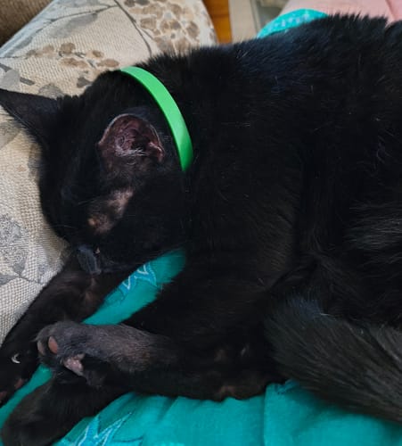 Customer photo review of FurLife™ - 8 Months Flea and Tick Collar for Cats