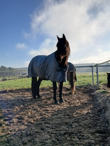 Customer photo review of Kristallkraft Mental Balance