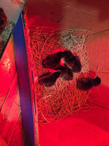 Customer photo review of Ayam Cemani Chick (Unsexed)
