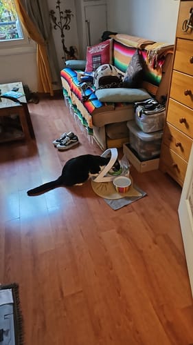 Avis photo d'un client sur Croquettes Chat Stérilisé Sans Céréales - Saumon
