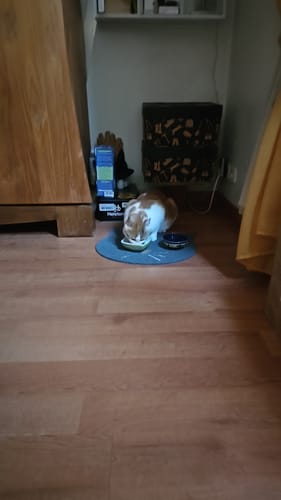 Avis photo d'un client sur Croquettes Chat Stérilisé Sans Céréales - Poulet