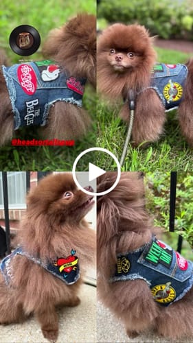 Customer video review of Ruff & Roll Harness