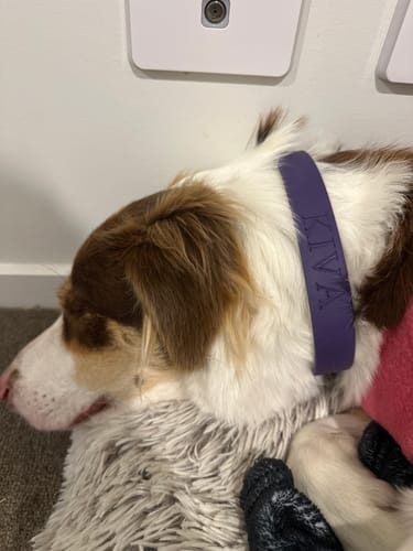 Customer photo review of Velvet Plum Collar