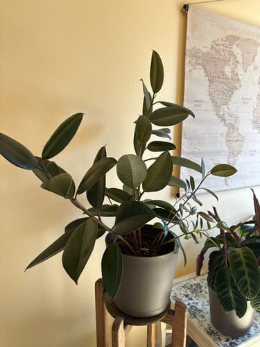 Customer photo review of Plant Food