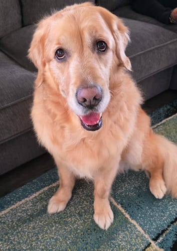 Customer photo review of Australian Grown Turkey Tail Capsules