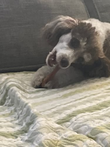 Customer photo review of 6 Inch Extra Thick Bully Sticks