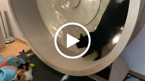 Lisanne O. review of Katzenlaufrad B-Ware & Neuwertig: Simba, Rocky WAND- & STAND-Modell image 1 out of 1