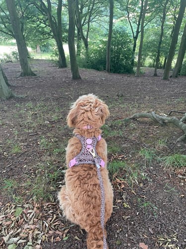 Debbie review of Tough Trails™ Harness - Leopard Print image 1 out of 4