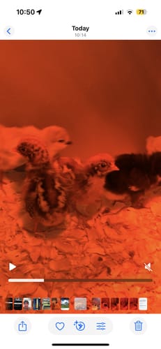 Customer photo review of French Black Copper Marans (European Imported National Champion Bloodline) Chick (Unsexed)