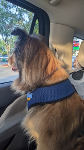 Customer photo review of Front Seat (Bucket Seat) Cover