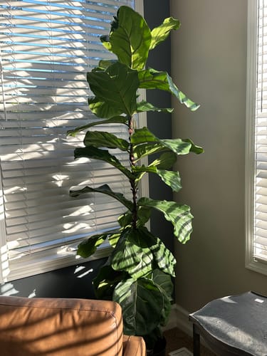 Customer photo review of Plant Food