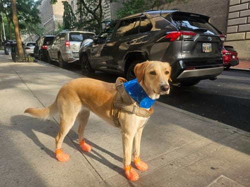 Customer photo review of WagWellies® Mojave Neon Orange