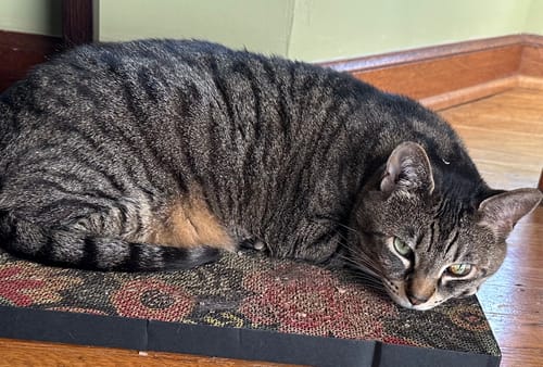 Customer photo review of Flowerbed - Luxury Cat Scratching Board