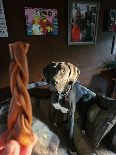 Customer photo review of 5-6 Inch Large Braided Collagen Stick