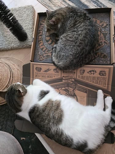Customer photo review of Asian Tiger - Luxury Cat Scratching Board