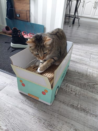 Avis photo d'un client sur Coffret Découverte Chat Adulte - 1kg Croquettes + 8 Pâtées + 3 Probiotiques
