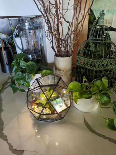 Customer photo review of Closed Bioactive Terrarium Kit