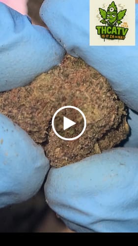Customer video review of Key Lime Pie THCA Flower