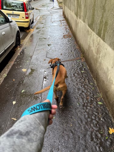 Girard L. review of 1.4m Swivel Combat Lead | Anti-Tangle & Secure Clip - Light Blue image 1 out of 1