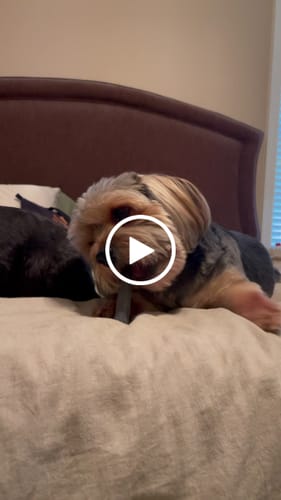 Customer video review of Strawberry Yak Chews