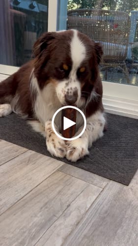Customer video review of Smoked Beef Marrow Bone