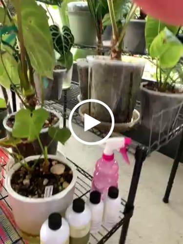 Customer video review of Plant Food