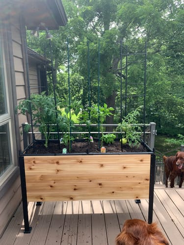Customer photo review of 18" x 48" Raised Garden Bed - 30" TALL
