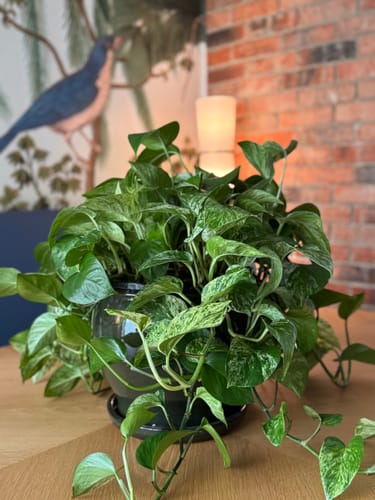 Customer photo review of Plant Food