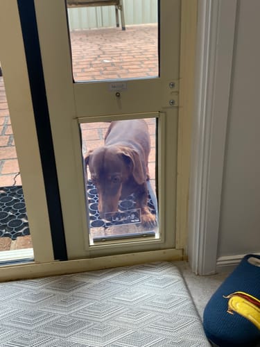 Customer photo review of Replacement Pet flap V3.0