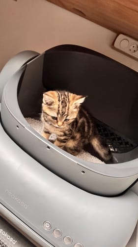 Customer photo review of Neakasa M1 Automatische Katzentoilette