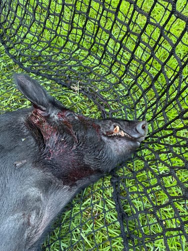 Customer photo review of Pig Brig Trap System