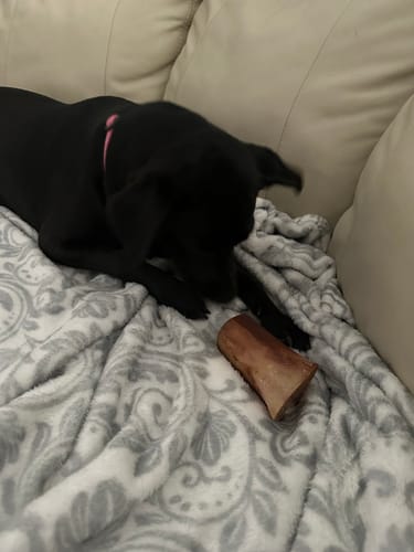 Customer photo review of Mika and Sammy's Gift Card
