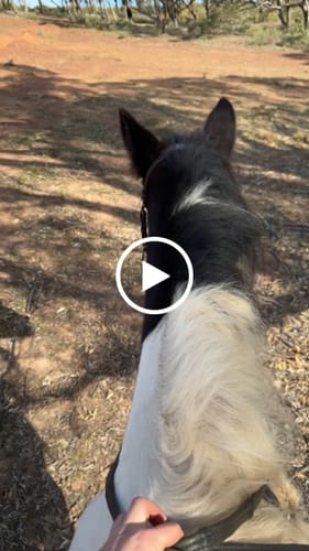 Customer video review of Bella Starwheel hackamore All brown