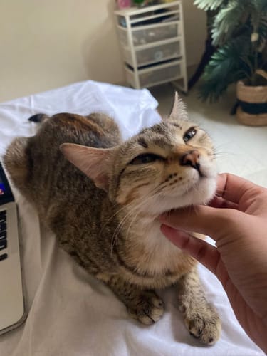 Customer photo review of Patsli Move