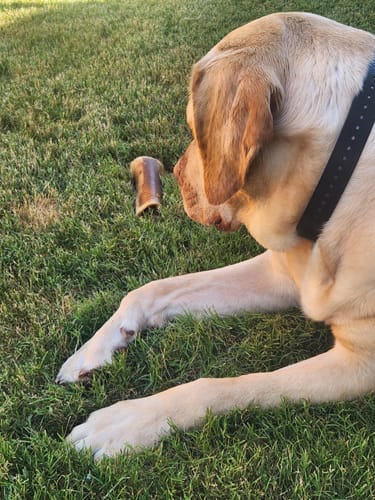 Customer photo review of Smoked Beef Marrow Bone