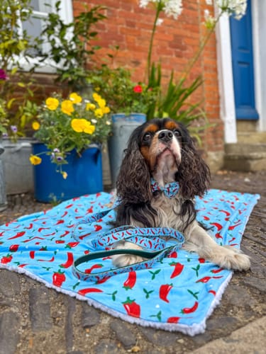 Eimante review of Dog Blanket - Stay Spicy image 1 out of 1