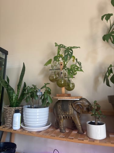 Customer photo review of Fungus Gnat Death Drops