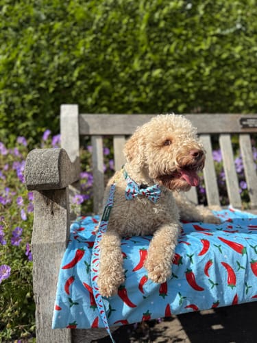 Eimante review of Collar - Stay Spicy image 1 out of 1