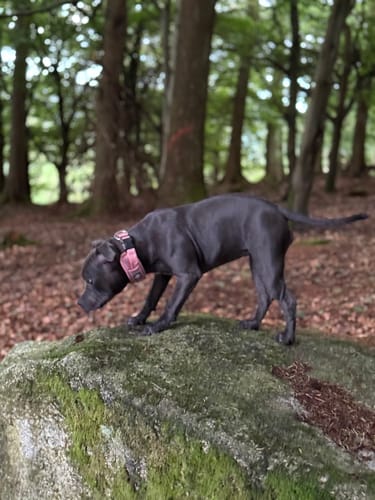 Zaneta G. review of Slip N' Clip Collar | XS-M Breeds - Pink image 1 out of 1