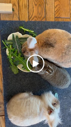 Customer video review of Cookies' Signature (Bean)