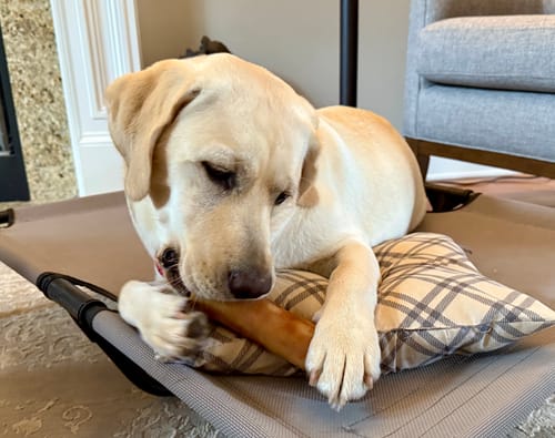 Customer photo review of Smoked Beef Marrow Bone