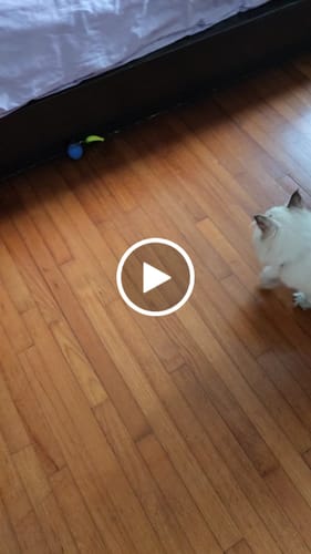 undefined review of SPEEDY TAIL 2.0 image 1 out of 1