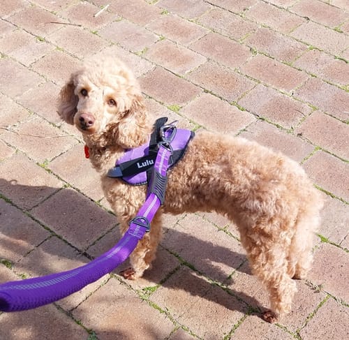 Customer photo review of No Pull Dog Harness Australia